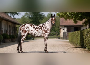 Cheval de sport polonais, Hongre, 5 Ans, 164 cm, Léopard