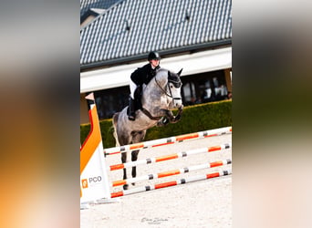 Cheval de sport polonais, Hongre, 5 Ans, 165 cm, Gris