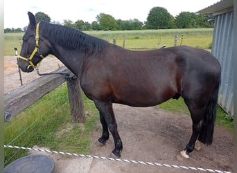 Cheval de sport polonais, Hongre, 5 Ans, 165 cm, Noir