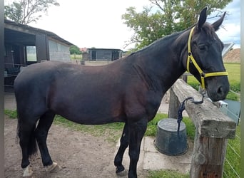 Cheval de sport polonais, Hongre, 5 Ans, 165 cm, Noir