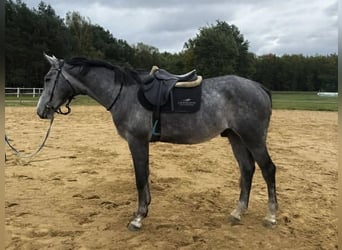Cheval de sport polonais, Hongre, 5 Ans, 174 cm, Gris