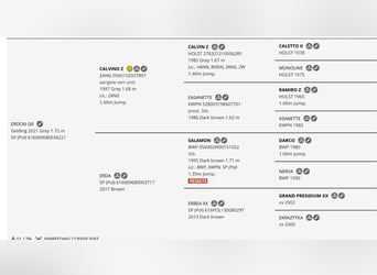 Cheval de sport polonais, Hongre, 5 Ans, 175 cm, Rouan bleu