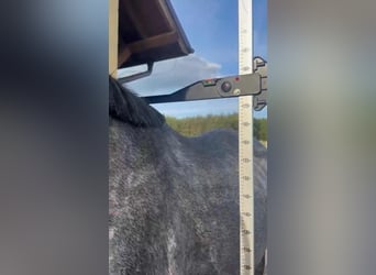 Cheval de sport polonais, Hongre, 5 Ans, 175 cm, Rouan bleu