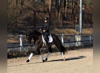 Cheval de sport polonais, Hongre, 6 Ans, 160 cm, Bai brun foncé