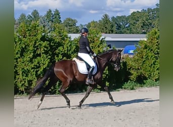 Cheval de sport polonais, Hongre, 6 Ans, 160 cm, Bai brun foncé