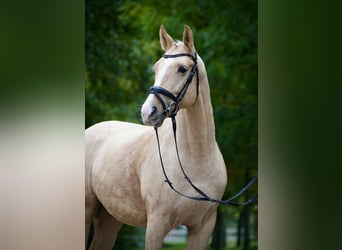 Cheval de sport polonais, Hongre, 6 Ans, 164 cm, Palomino