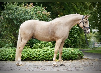 Cheval de sport polonais, Hongre, 6 Ans, 164 cm, Palomino