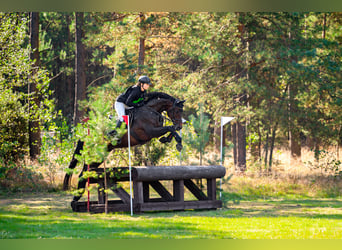 Cheval de sport polonais, Hongre, 6 Ans, 167 cm, Bai cerise