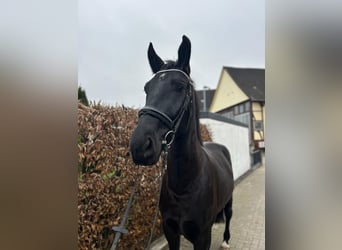 Cheval de sport polonais, Hongre, 6 Ans, 167 cm, Noir