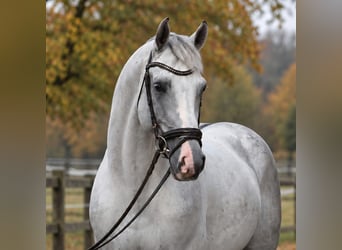 Cheval de sport polonais, Hongre, 6 Ans, 172 cm, Gris
