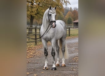 Cheval de sport polonais, Hongre, 6 Ans, 172 cm, Gris