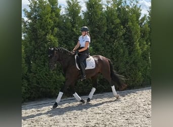 Cheval de sport polonais, Hongre, 7 Ans, 160 cm, Noir