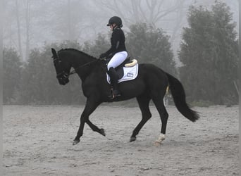Cheval de sport polonais, Hongre, 7 Ans, 160 cm, Noir