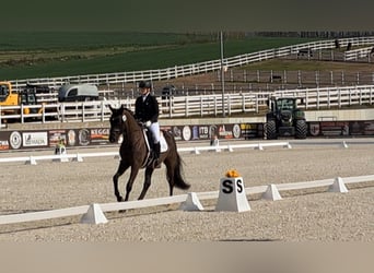 Cheval de sport polonais, Hongre, 7 Ans, 160 cm, Noir