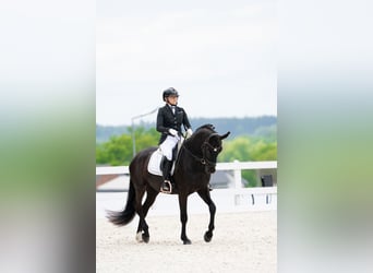 Cheval de sport polonais, Hongre, 7 Ans, 160 cm, Noir