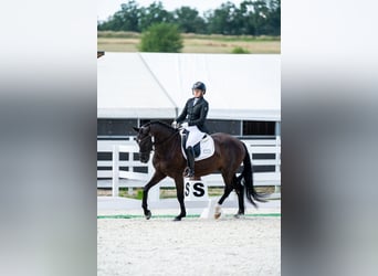 Cheval de sport polonais, Hongre, 7 Ans, 162 cm, Noir