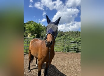 Cheval de sport polonais, Hongre, 7 Ans, 164 cm, Bai