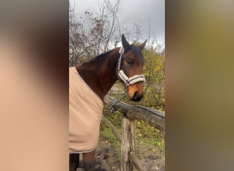 Cheval de sport polonais, Hongre, 7 Ans, 164 cm, Bai
