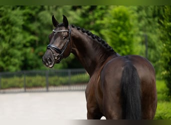 Cheval de sport polonais, Hongre, 7 Ans, 170 cm, Noir