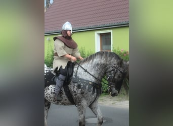 Cheval de sport polonais, Hongre, 8 Ans, 162 cm, Léopard
