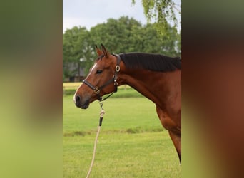 Cheval de sport polonais, Hongre, 8 Ans, 168 cm, Bai cerise