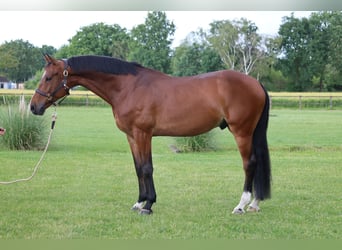 Cheval de sport polonais, Hongre, 8 Ans, 168 cm, Bai cerise