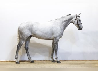 Cheval de sport polonais, Hongre, 8 Ans, 169 cm, Gris