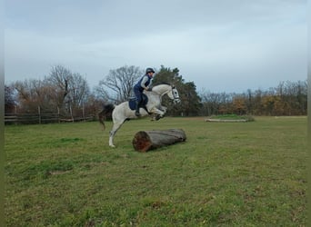 Cheval de sport polonais, Hongre, 9 Ans, 160 cm, Gris