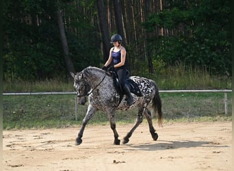 Cheval de sport polonais, Hongre, 9 Ans, 162 cm, Léopard