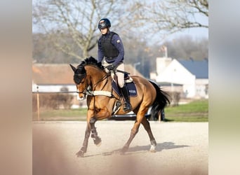 Cheval de sport polonais, Hongre, 9 Ans, 167 cm, Bai cerise