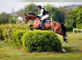 Cheval de sport polonais, Hongre, 9 Ans, 167 cm, Bai cerise
