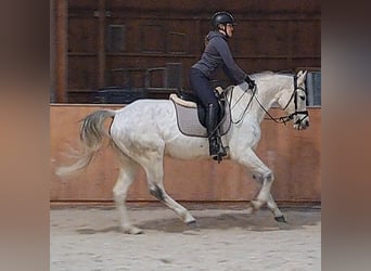 Cheval de sport polonais, Jument, 10 Ans, 162 cm, Gris