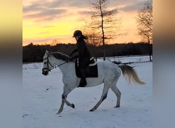 Cheval de sport polonais, Jument, 10 Ans, 163 cm, Gris