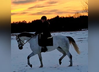 Cheval de sport polonais, Jument, 10 Ans, 163 cm, Gris
