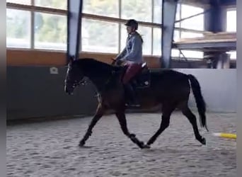 Cheval de sport polonais, Jument, 11 Ans, 168 cm, Bai brun