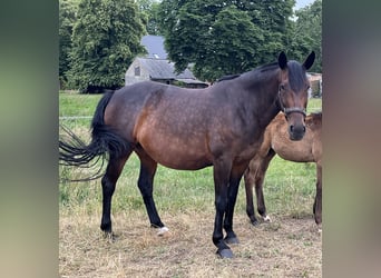 Cheval de sport polonais, Jument, 11 Ans, 168 cm, Bai brun