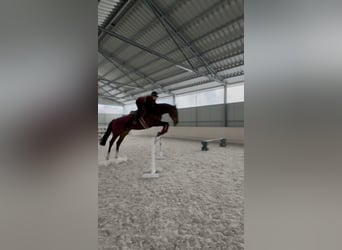 Cheval de sport polonais, Jument, 11 Ans, 170 cm, Bai