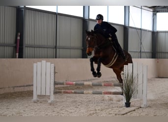 Cheval de sport polonais, Jument, 11 Ans, 170 cm, Bai
