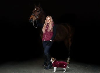 Cheval de sport polonais, Jument, 11 Ans, 170 cm, Bai