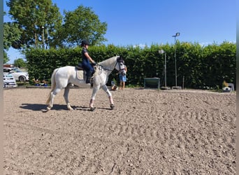 Cheval de sport polonais, Jument, 15 Ans, 150 cm, Gris moucheté