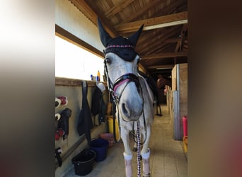 Cheval de sport polonais, Jument, 15 Ans, 150 cm, Gris moucheté