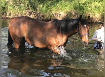 Cheval de sport polonais, Jument, 15 Ans, 170 cm, Bai