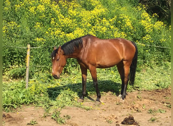 Cheval de sport polonais, Jument, 15 Ans, 170 cm, Bai