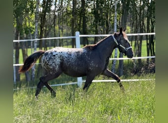 Cheval de sport polonais, Jument, 1 Année, 160 cm, Léopard