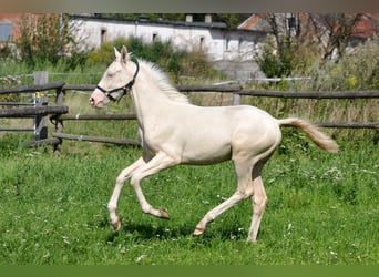 Cheval de sport polonais, Jument, 1 Année, 165 cm, Cremello