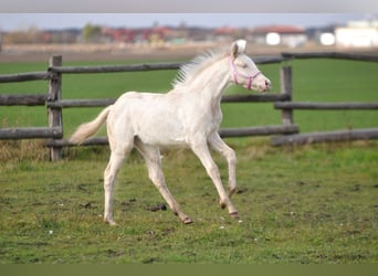 Cheval de sport polonais, Jument, 1 Année, 166 cm, Cremello
