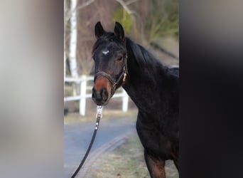 Cheval de sport polonais, Jument, 1 Année, 167 cm, Bai brun