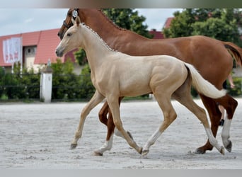 Cheval de sport polonais, Jument, 1 Année, 167 cm, Palomino