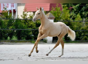 Cheval de sport polonais, Jument, 1 Année, 167 cm, Palomino
