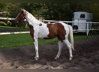Cheval de sport polonais, Jument, 1 Année, 170 cm, Pinto
